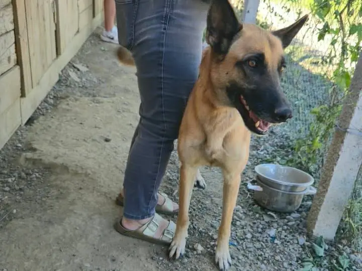 Adotta il cane Iris a Udine