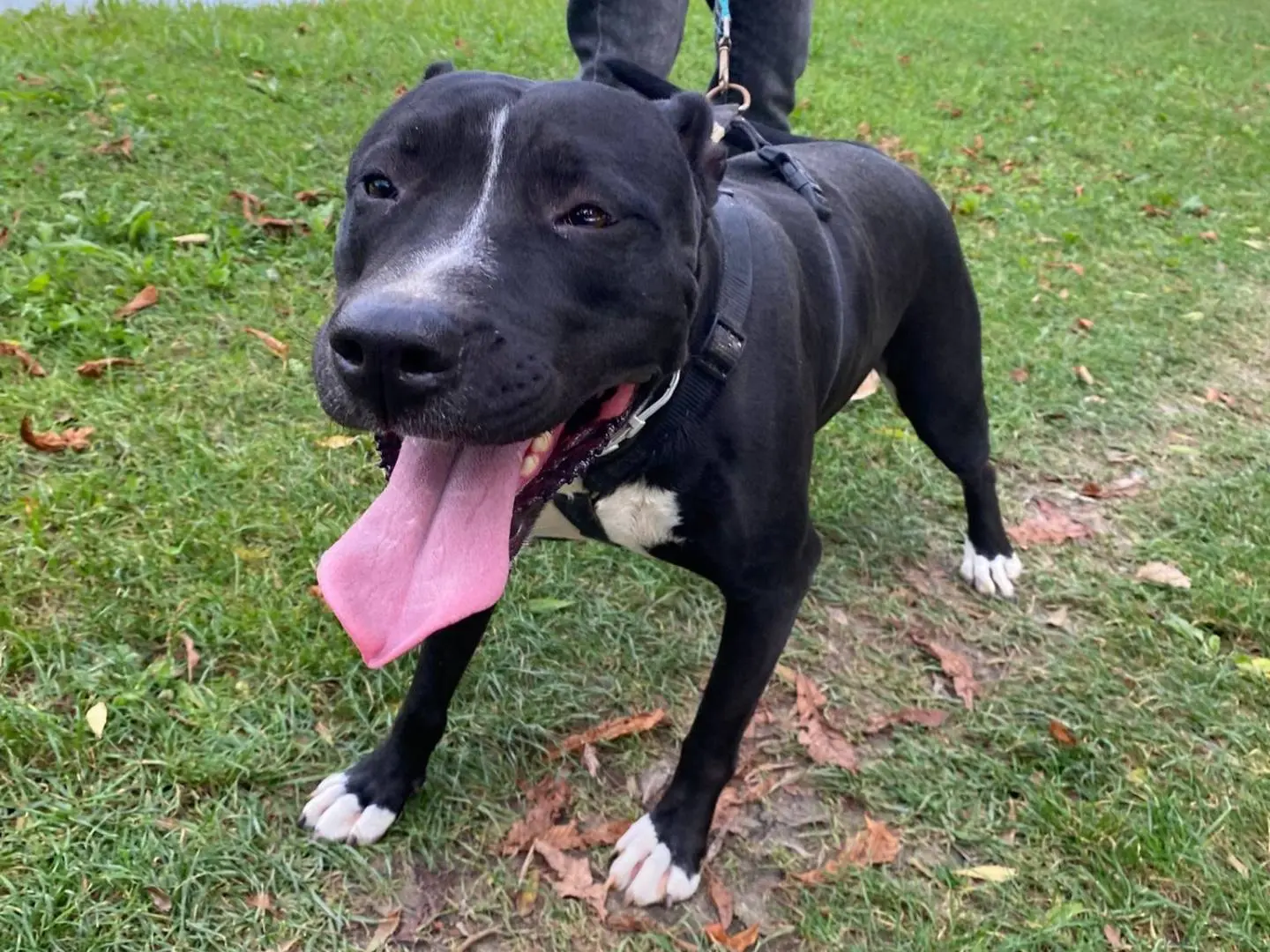 Adotta un cane, taglia media, femmina, Mantova