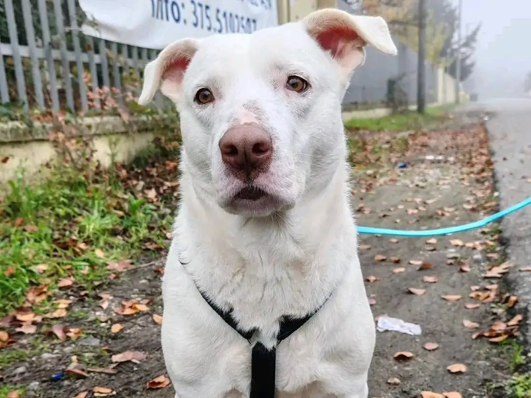 Vuoi adottare un cane a Cremona?
