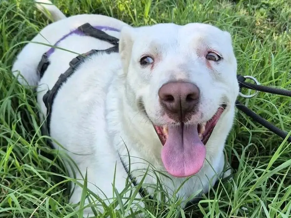 Adotta il cane ALMA a Cremona