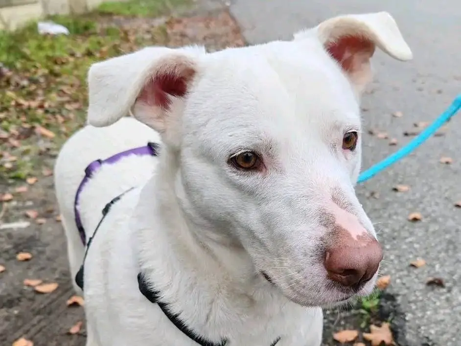 Adotta un cane, femmina, 6 anni e 4 mesi, Cremona