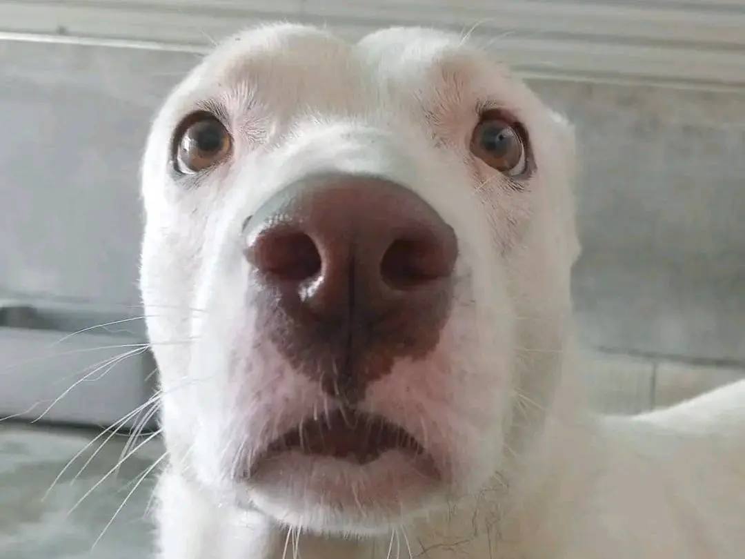 Adotta un cane, taglia media, femmina, Cremona