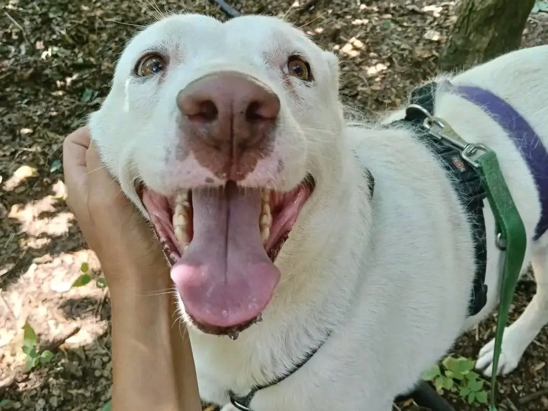 Adozione cane, femmina, Razza sconosciuta Razza sconosciuta, 6 anni e 4 mesi, taglia media, Cremona