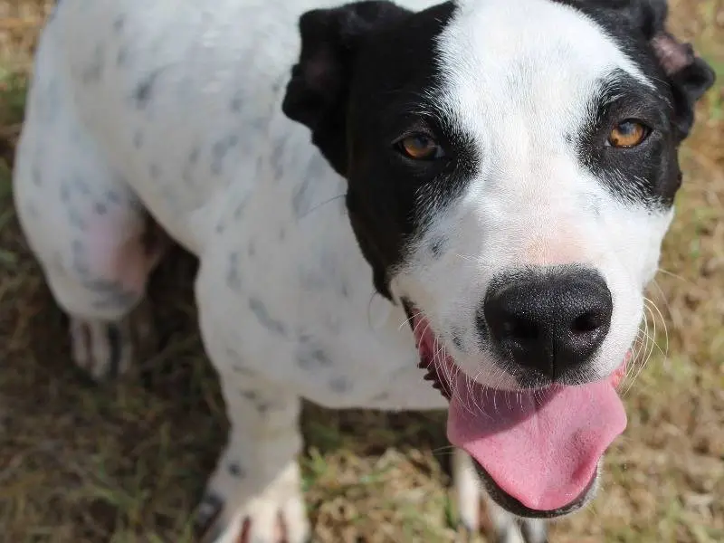 Adotta un cane, maschio, 1 anno e 8 mesi, Roma