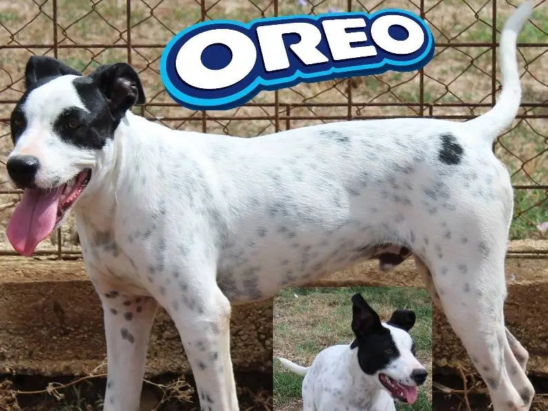 Adozione cane, maschio, Razza sconosciuta Razza sconosciuta, 1 anno e 8 mesi, taglia media, Roma