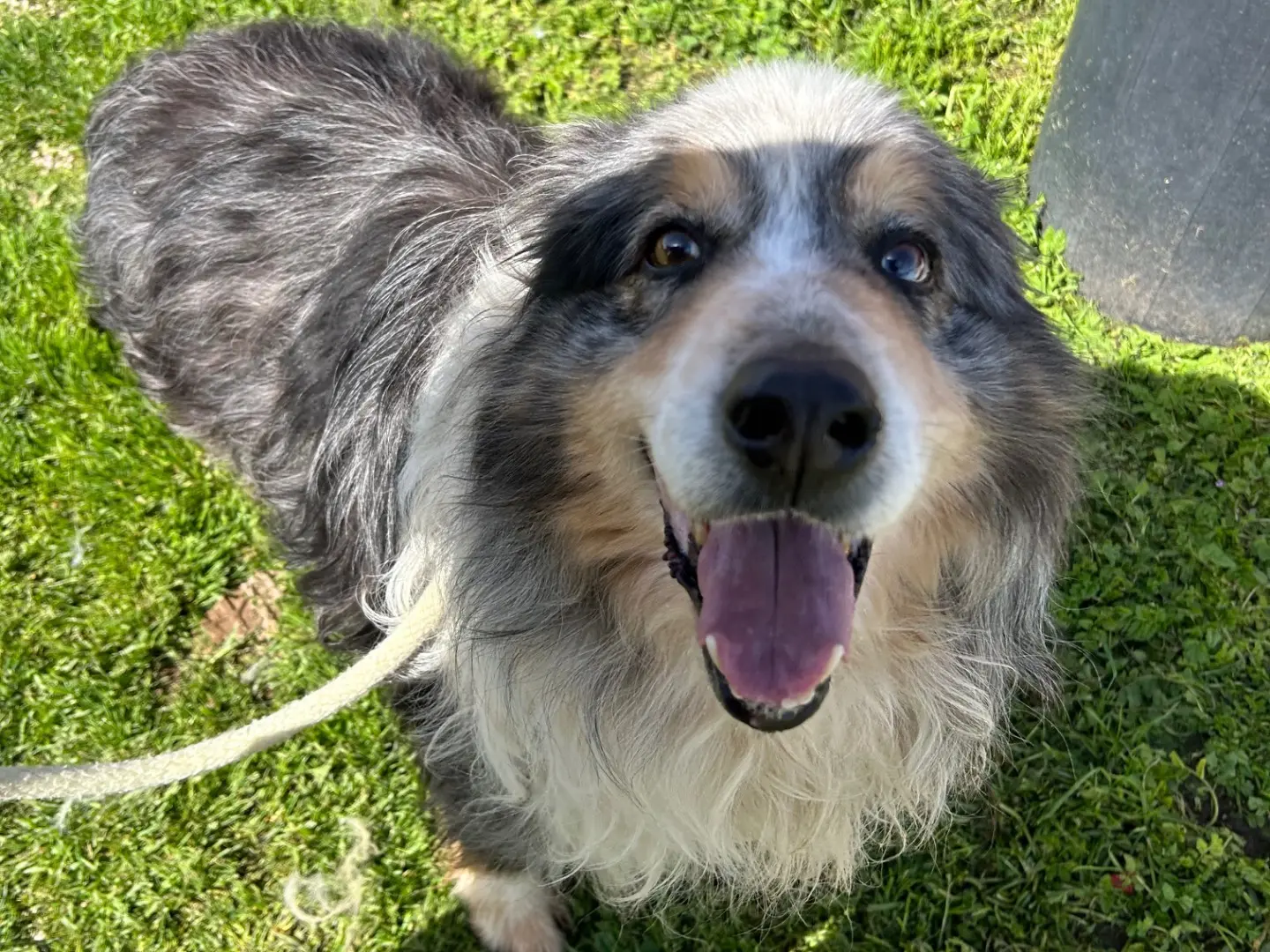 Adotta un cane, maschio, 4 anni e 11 mesi, Latina