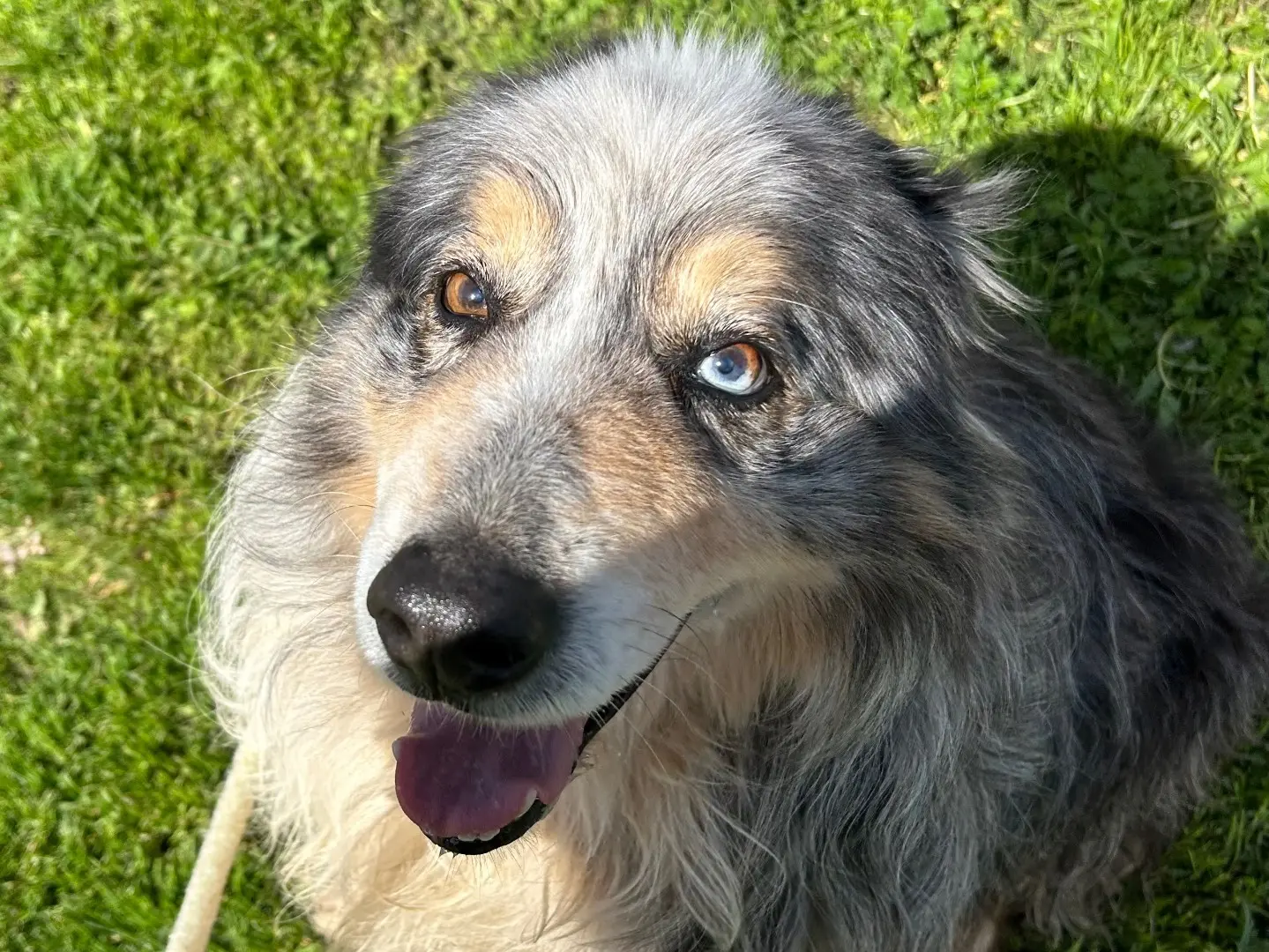Adozione cane, maschio, Pastore australiano Razza sconosciuta, 4 anni e 11 mesi, taglia media, Latina