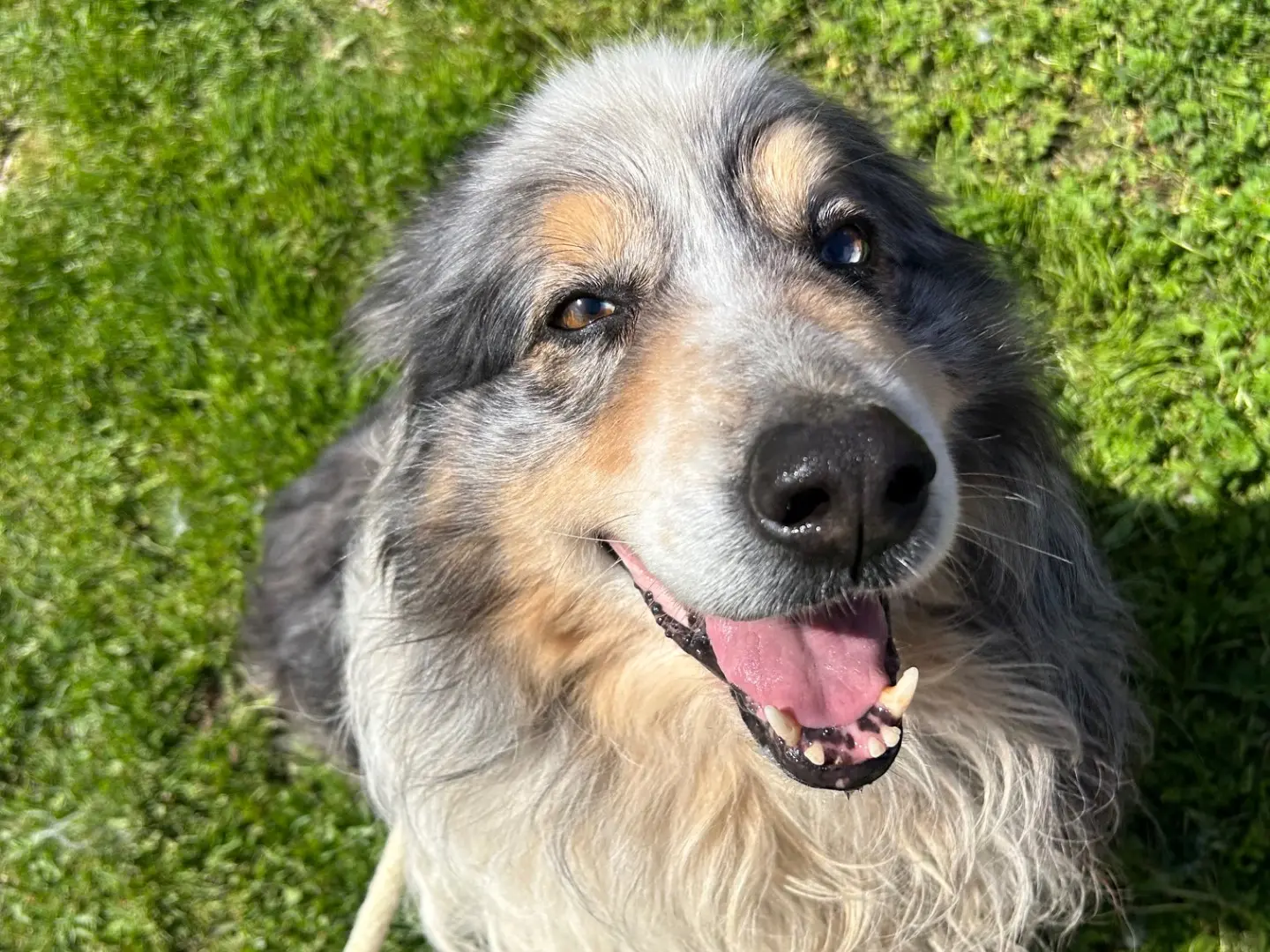 Vuoi adottare un cane a Latina?