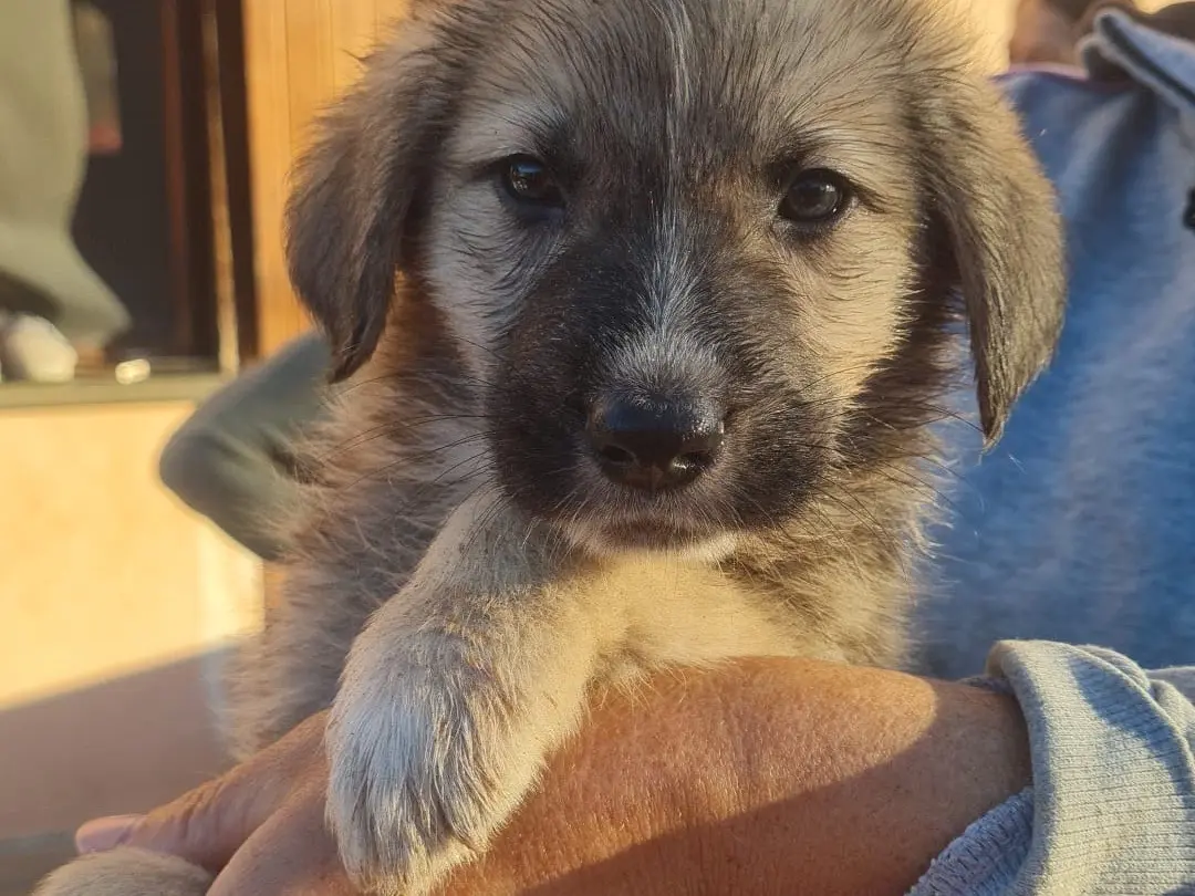 Adotta un cane, maschio, 2 mesi, Vibo