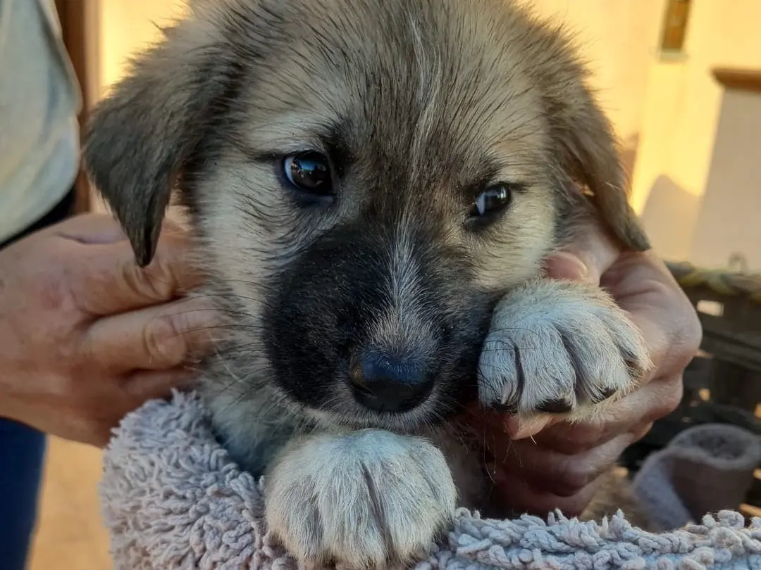 Vuoi adottare un cane a Vibo?