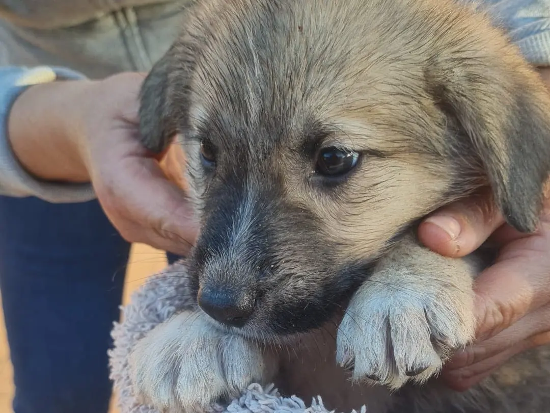 Adotta il cane Milo a Vibo
