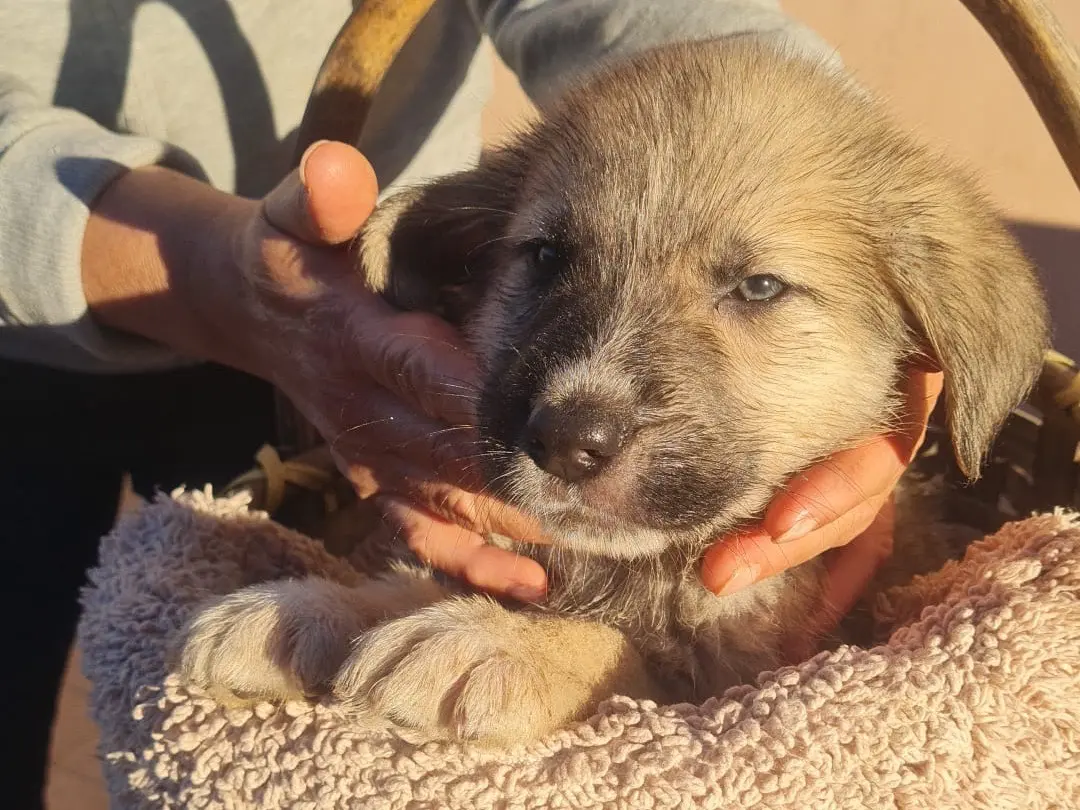 Adotta un cane, taglia media, maschio, Vibo