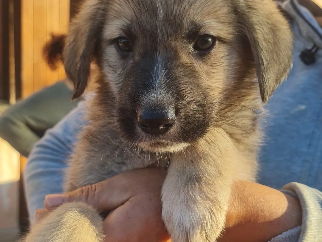 Adozione cane, maschio, Razza sconosciuta Razza sconosciuta, 2 mesi, taglia media, Vibo