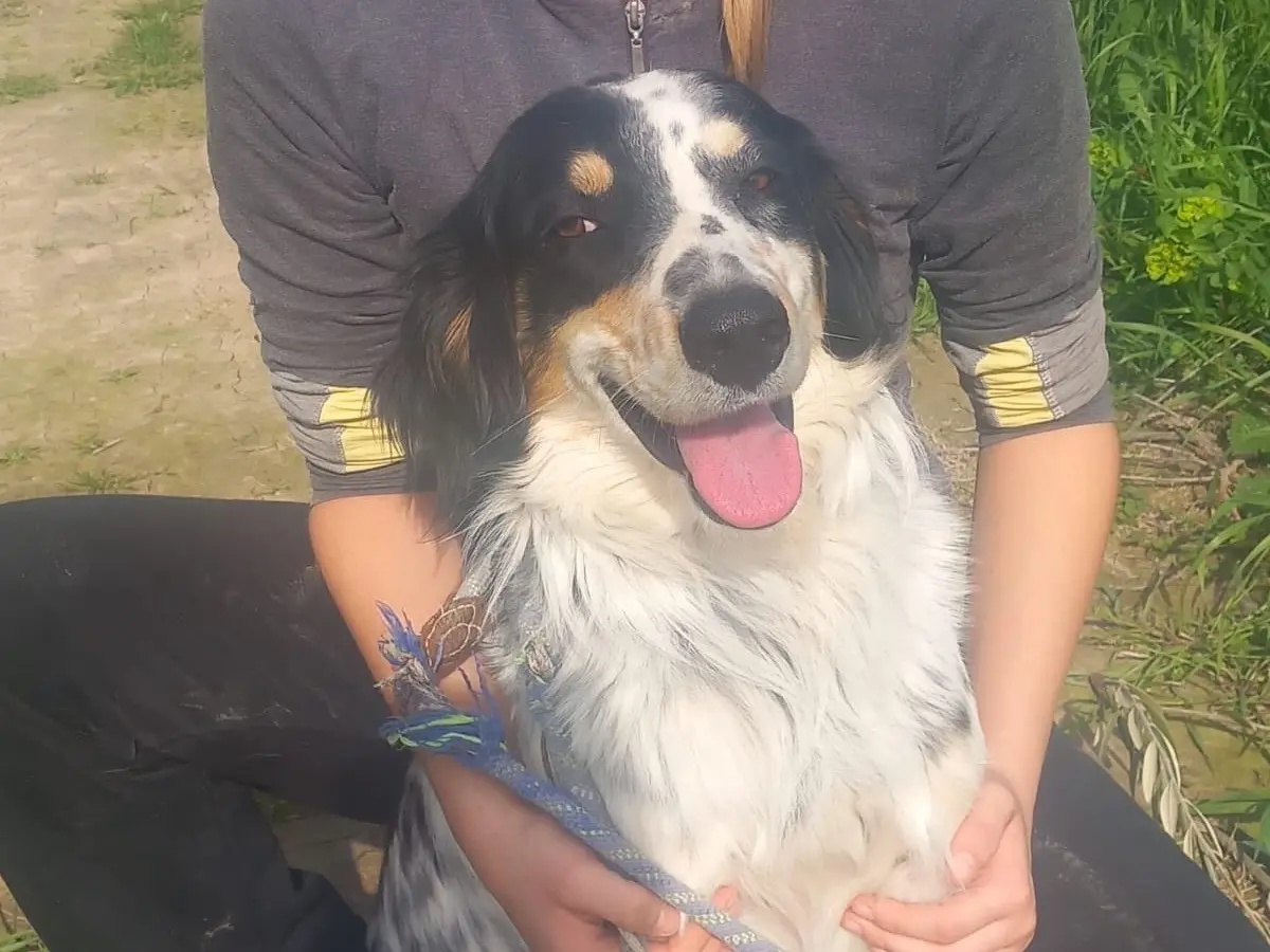 Adotta un cane, maschio, 3 anni e 2 mesi, Cosenza
