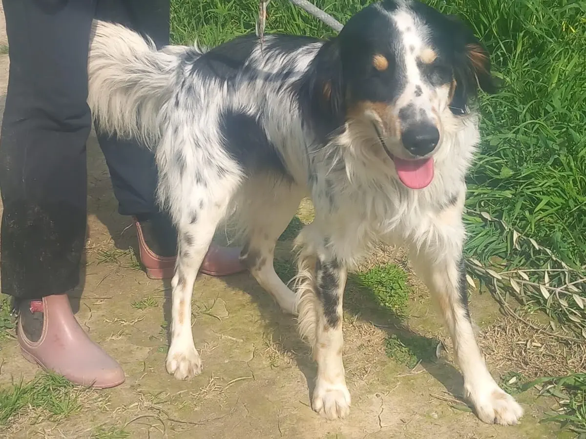 Vuoi adottare un cane a Cosenza?