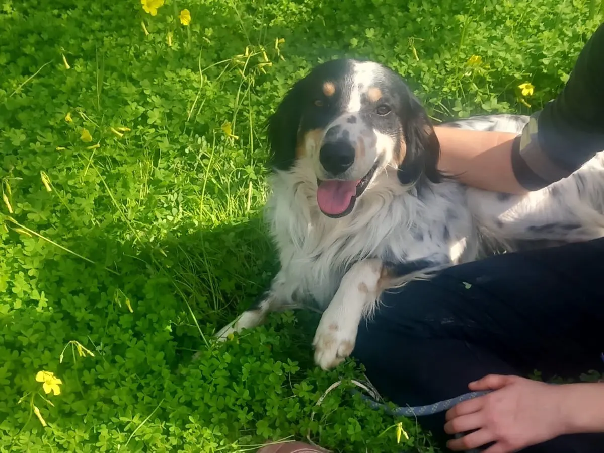 Adozione cane, maschio, Razza sconosciuta Razza sconosciuta, 3 anni e 2 mesi, taglia media, Cosenza
