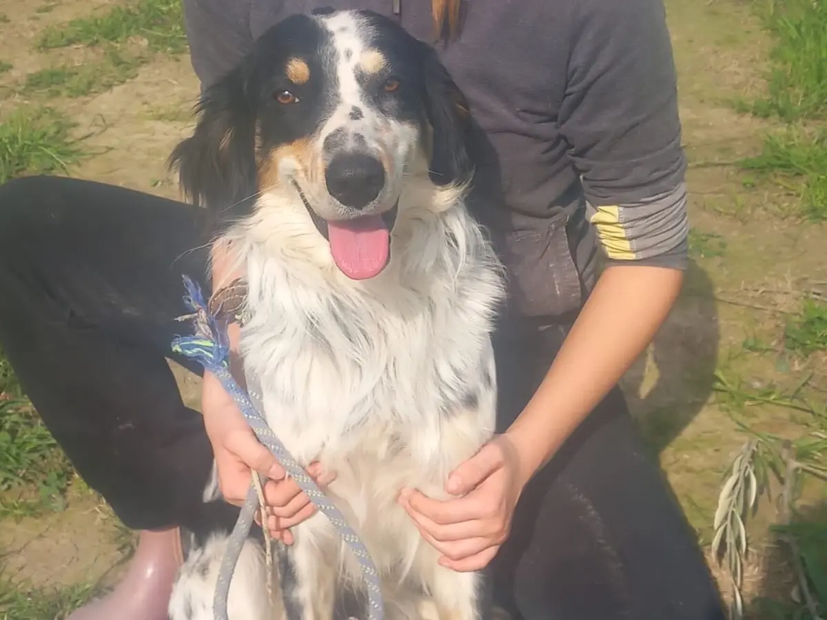 Adotta un cane, taglia media, maschio, Cosenza