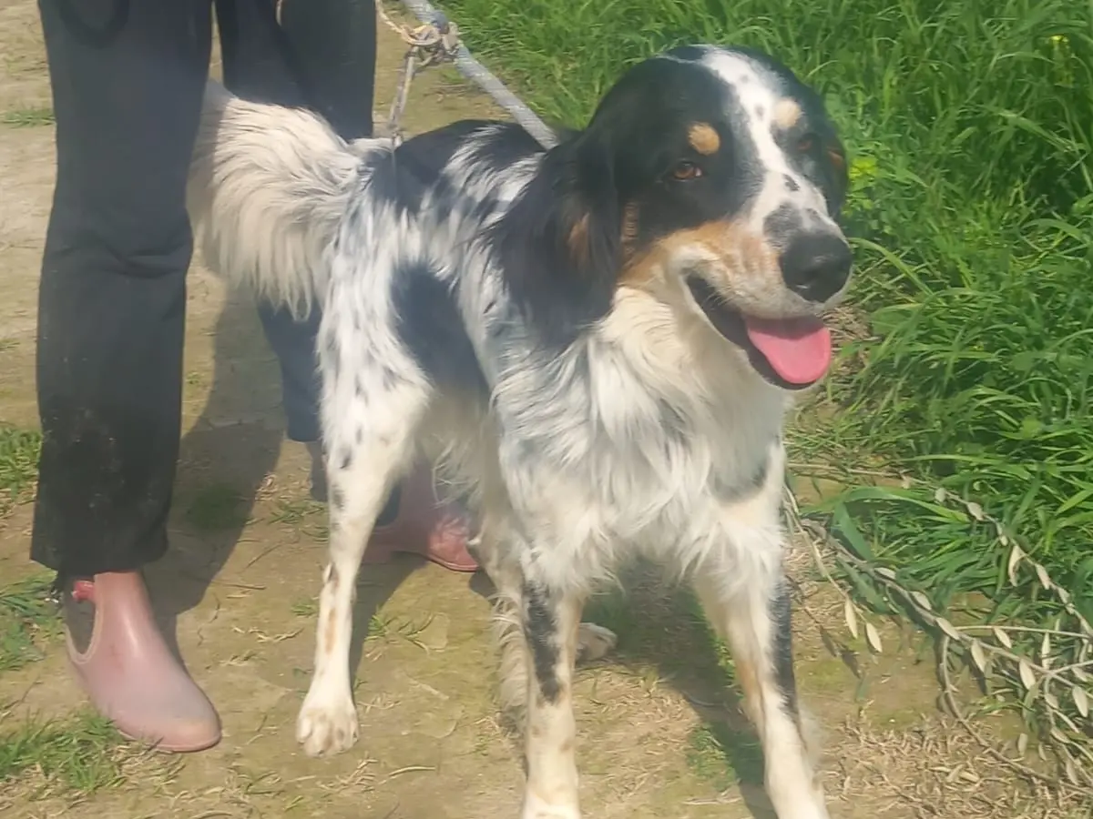 Adotta il cane Orwell a Cosenza