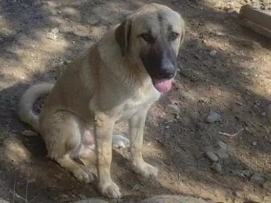 Adozione cane, femmina, Razza sconosciuta Razza sconosciuta, 7 mesi, taglia media, Cagliari