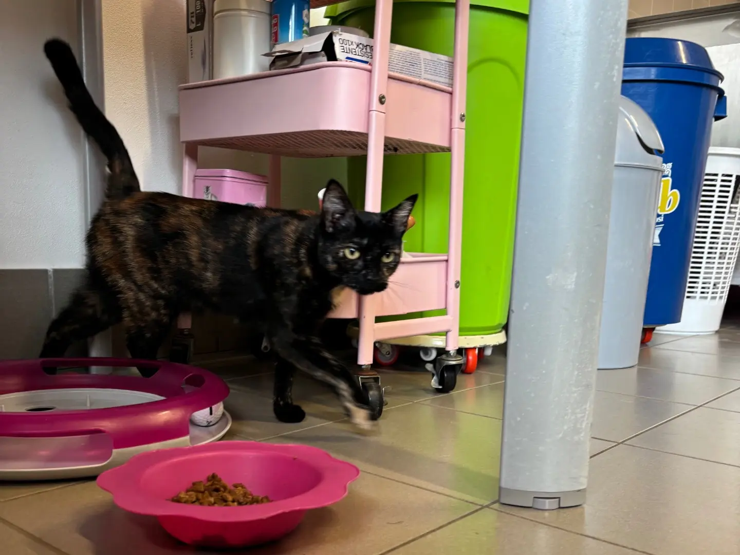 Adotta un gatto, femmina, 2 anni e 6 mesi, Brescia