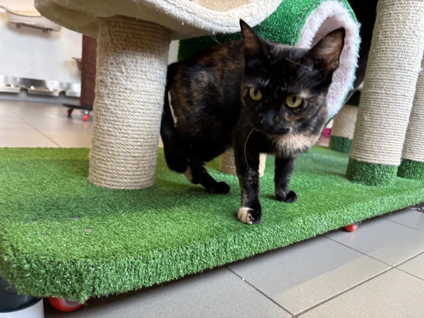 Adozione gatto, femmina, Razza sconosciuta Razza sconosciuta, 2 anni e 6 mesi, taglia non valida, Brescia