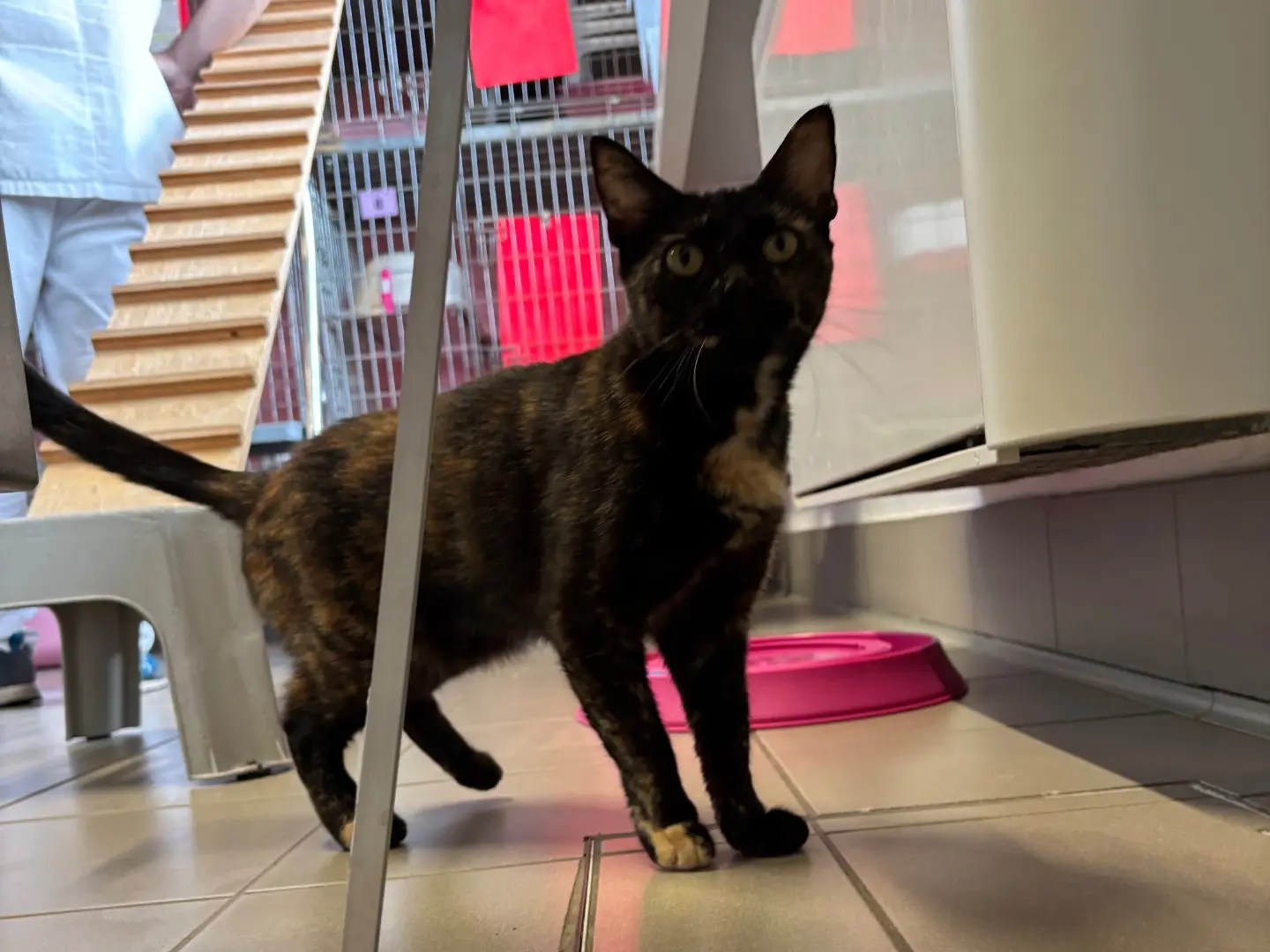 Adotta un gatto, taglia non valida, femmina, Brescia