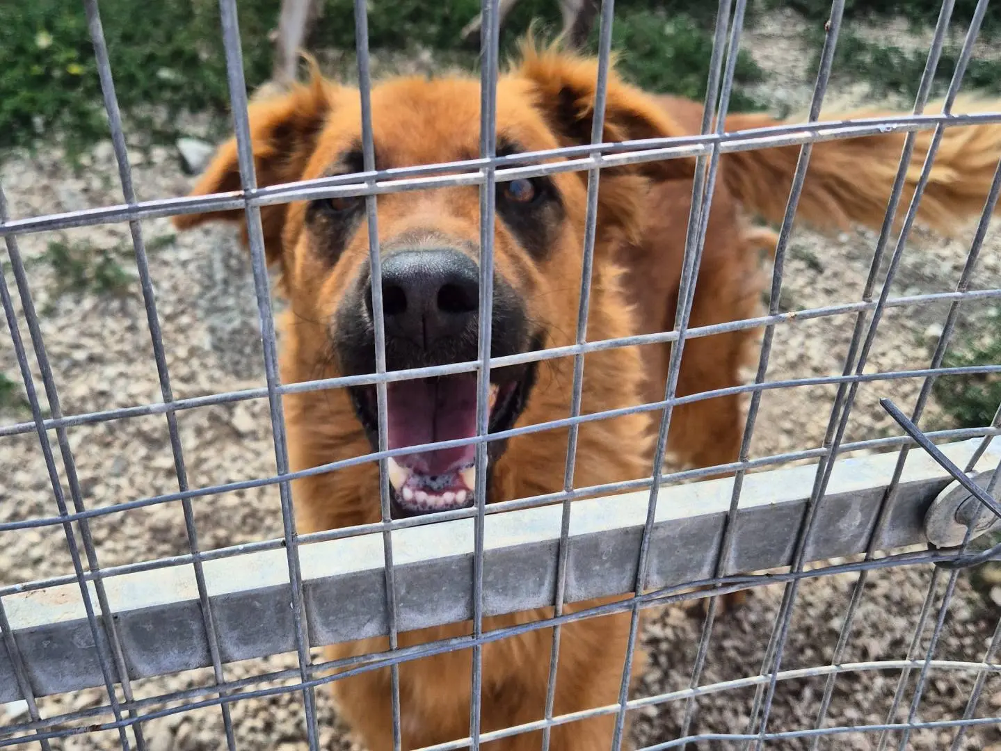 Adotta il cane Doki a Barletta