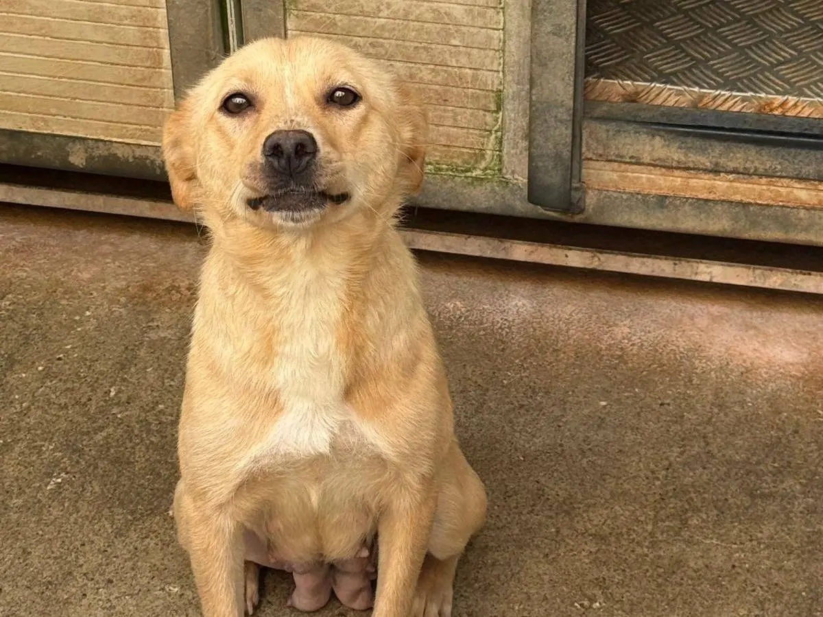 Adotta un cane, taglia media contenuta, femmina, Cosenza