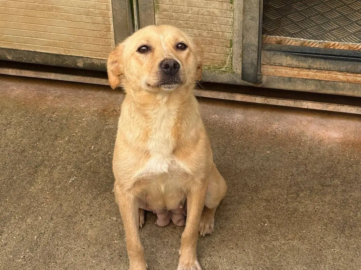 Adotta un cane, femmina, 4 anni e 5 mesi, Cosenza