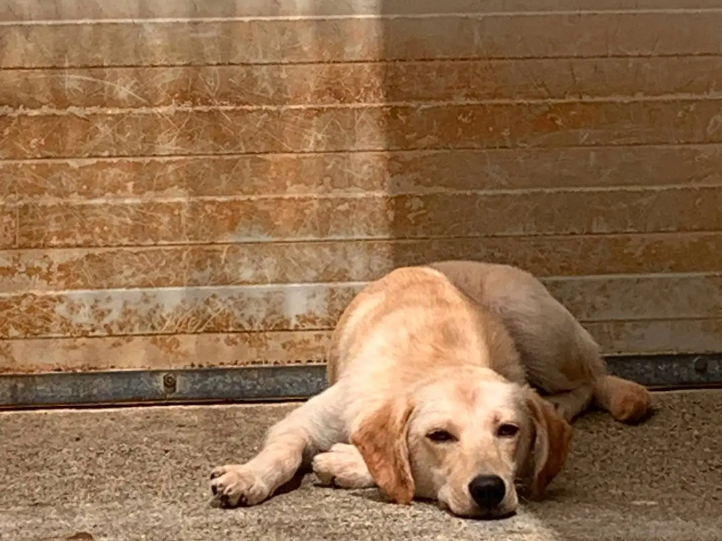 Adotta il cane Elen a Cosenza