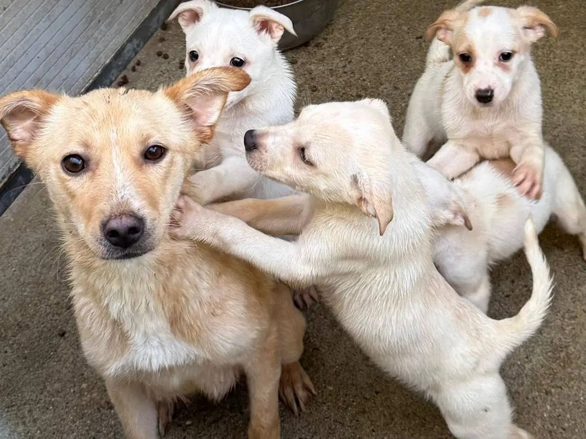 Vuoi adottare un cane a Cosenza?