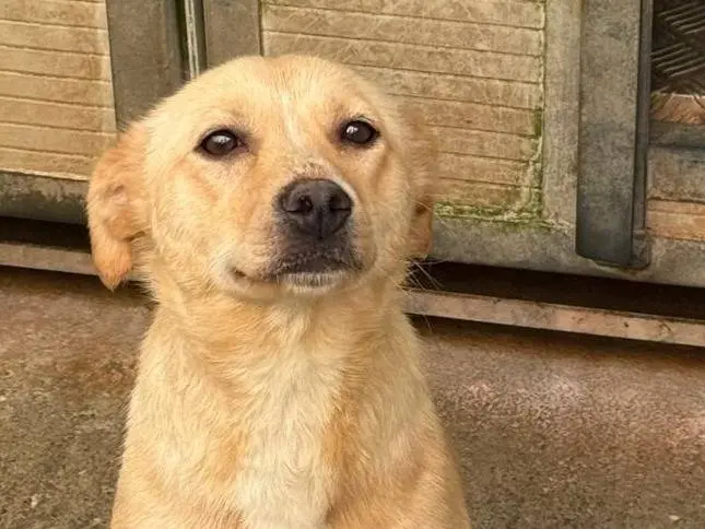Adozione cane, femmina, Razza sconosciuta Razza sconosciuta, 4 anni e 5 mesi, taglia media contenuta, Cosenza