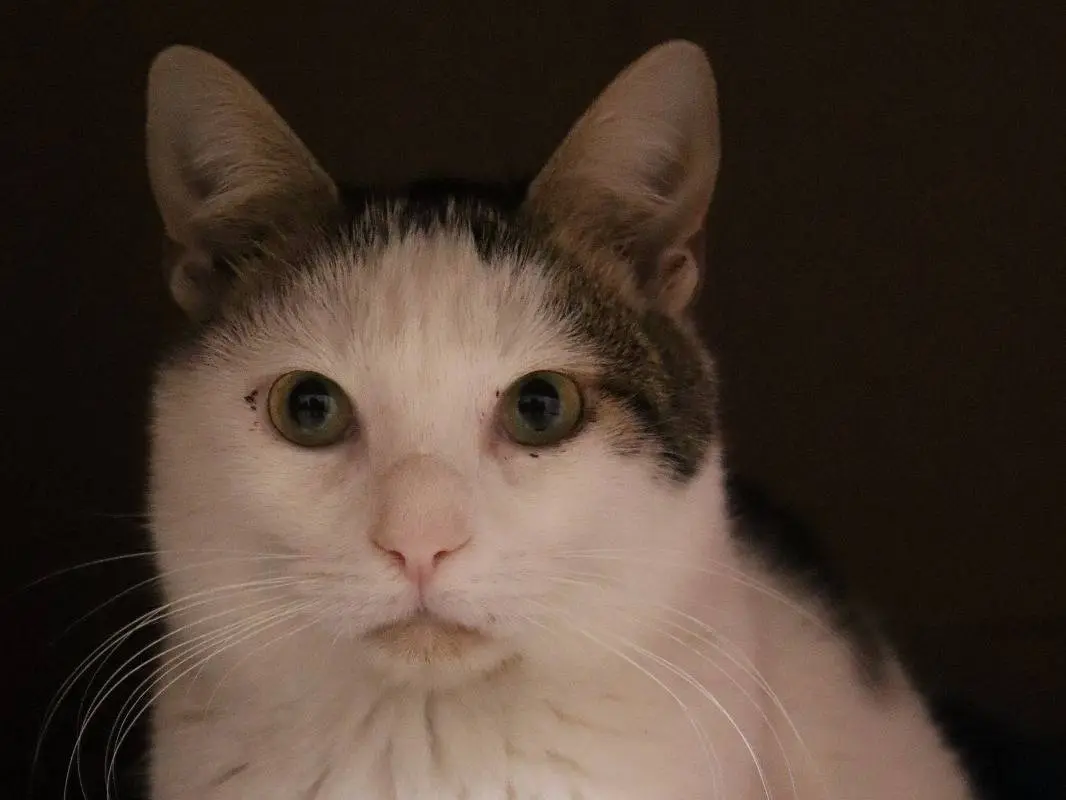 Adotta un gatto, femmina, 4 anni e 8 mesi, Barletta