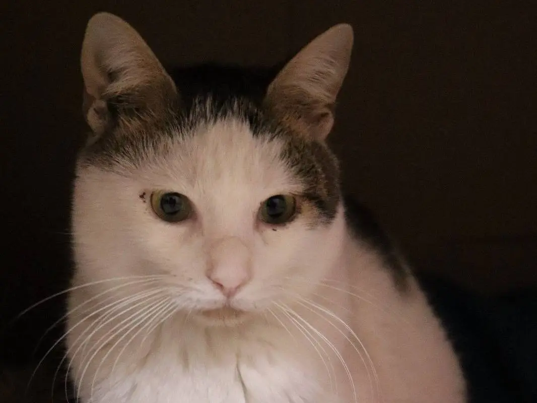 Adozione gatto, femmina, Razza sconosciuta Razza sconosciuta, 4 anni e 8 mesi, taglia non valida, Barletta