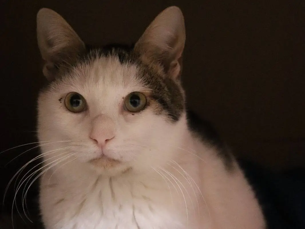 Adotta un gatto, taglia non valida, femmina, Barletta