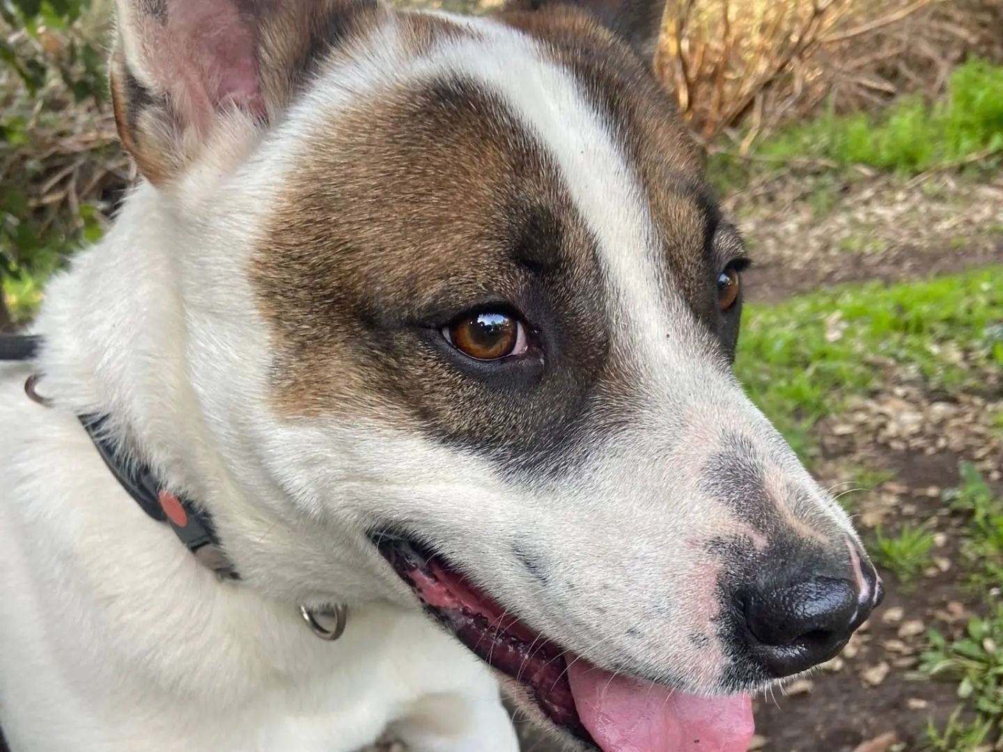 Adotta un cane, maschio, 6 anni e 4 mesi, Roma