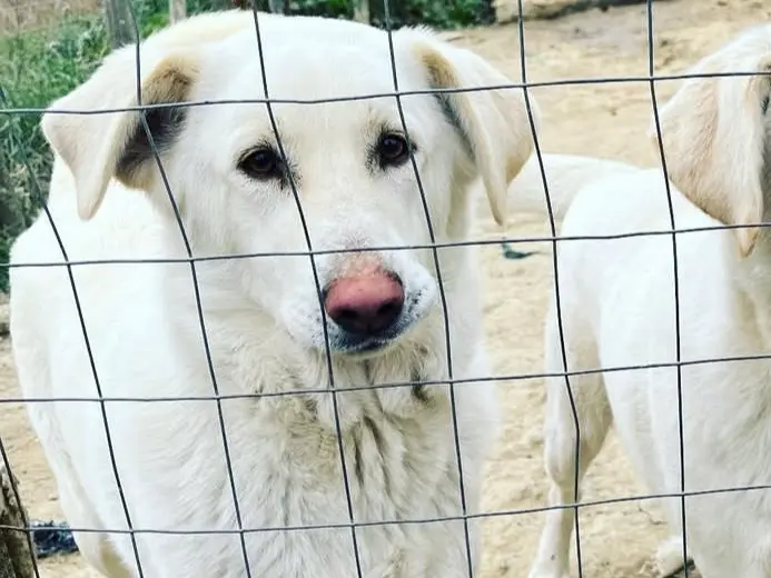 Adozione cane, femmina, Razza sconosciuta Razza sconosciuta, 6 anni e 8 mesi, taglia media, Avellino