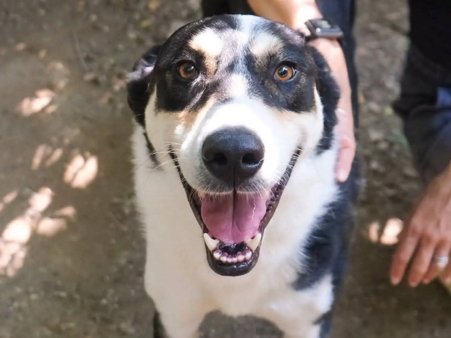 Adotta un cane, maschio, 3 anni e 3 mesi, Torino