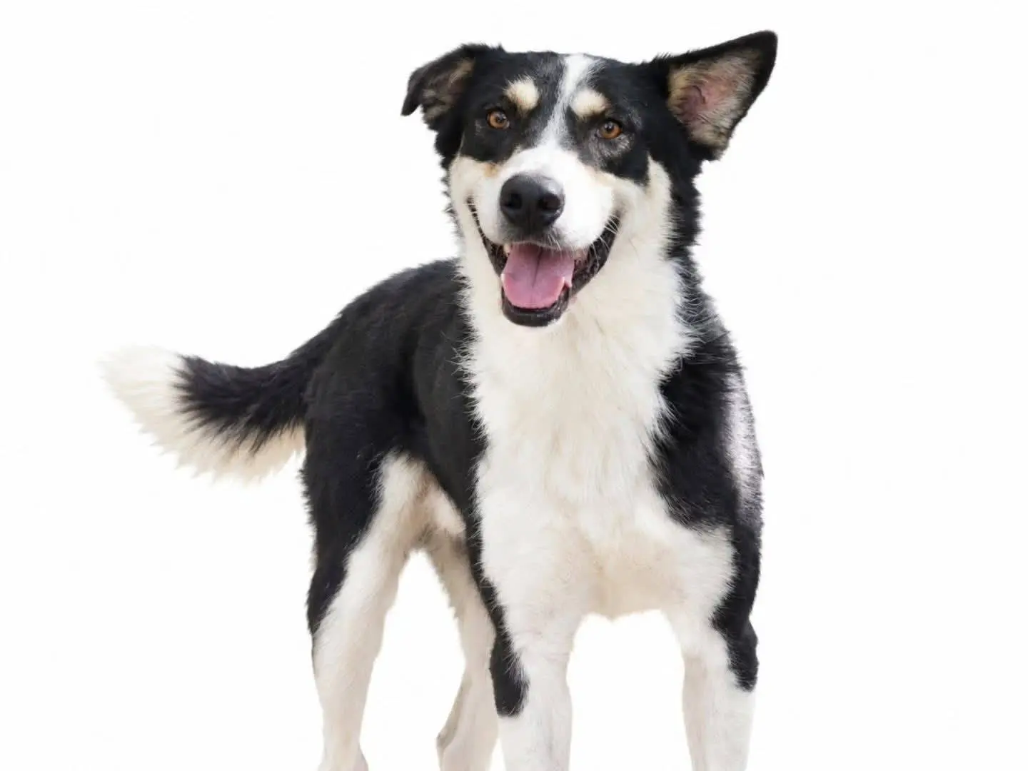 Adozione cane, maschio, Razza sconosciuta Razza sconosciuta, 3 anni e 3 mesi, taglia grande, Torino