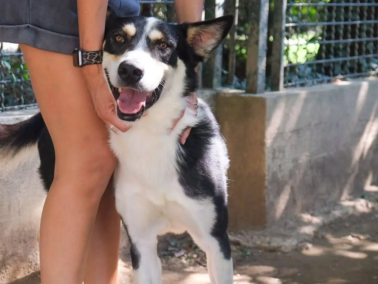 Adotta un cane, taglia grande, maschio, Torino