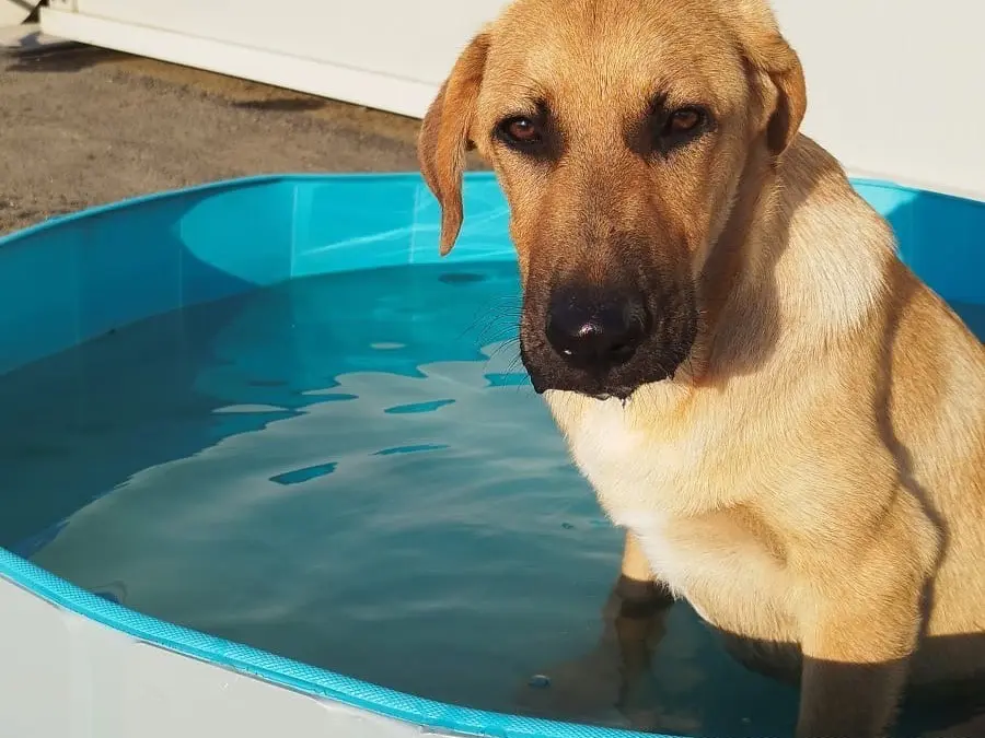Adotta un cane, taglia media, maschio, Siracusa