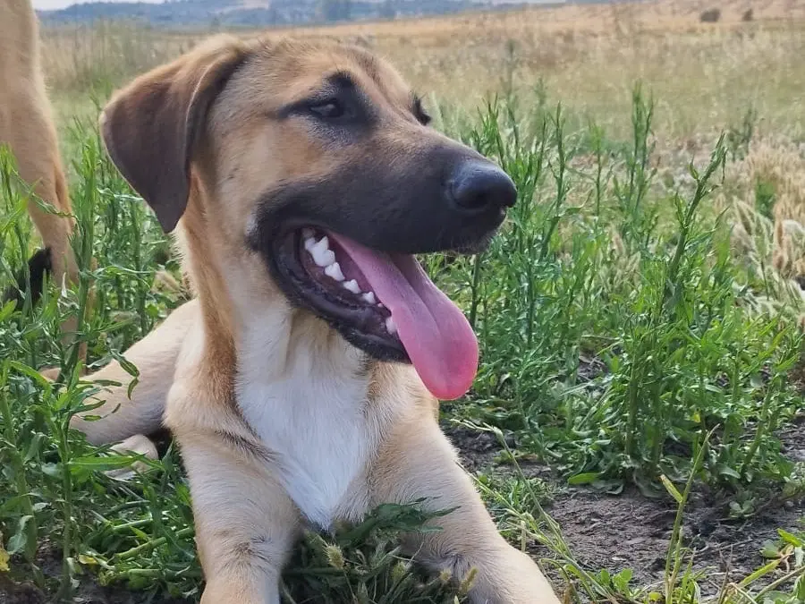 Adozione cane, maschio, Pastore Belga Laekenois Razza sconosciuta, 9 mesi, taglia media, Siracusa