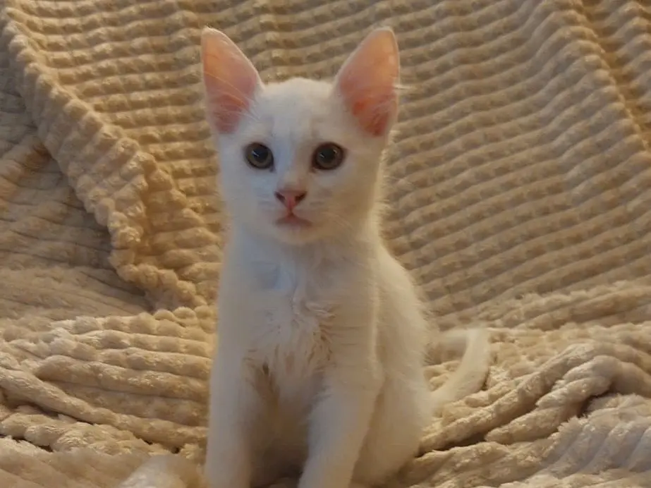 Adozione gatto, maschio, Razza sconosciuta Razza sconosciuta, 2 mesi, taglia non valida, Crotone