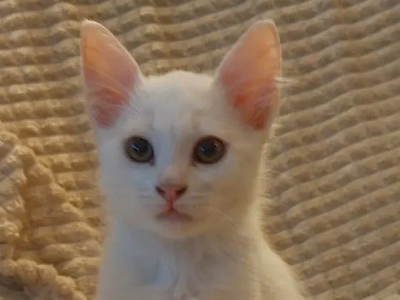 Adotta un gatto, maschio, 2 mesi, Crotone
