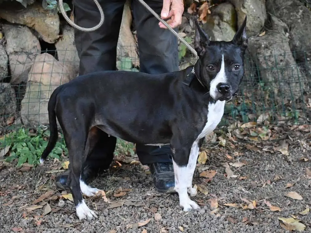 Vuoi adottare un cane a Roma?