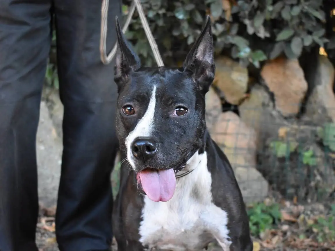 Adozione cane, femmina, Pitbull Razza sconosciuta, 7 anni e 4 mesi, taglia media, Roma