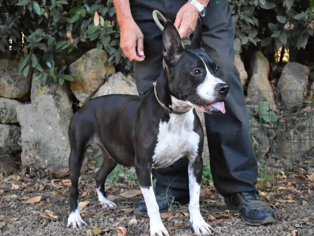 Adotta un cane, femmina, 7 anni e 4 mesi, Roma