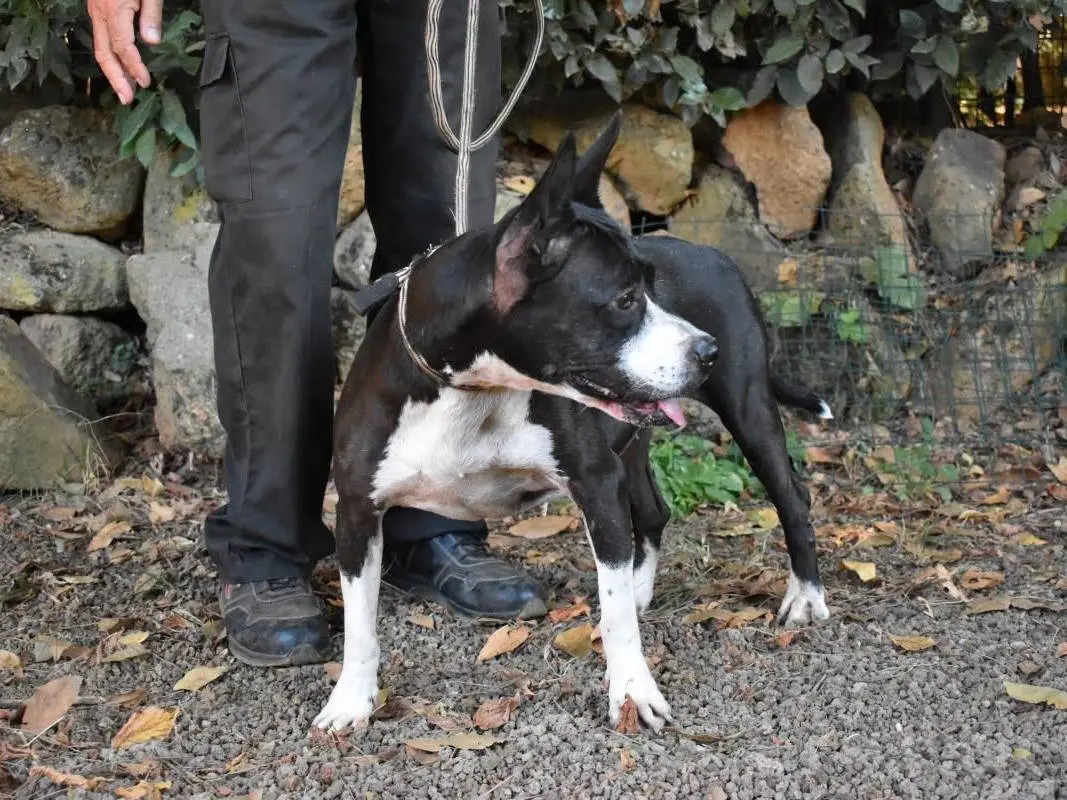 Adotta un cane, taglia media, femmina, Roma