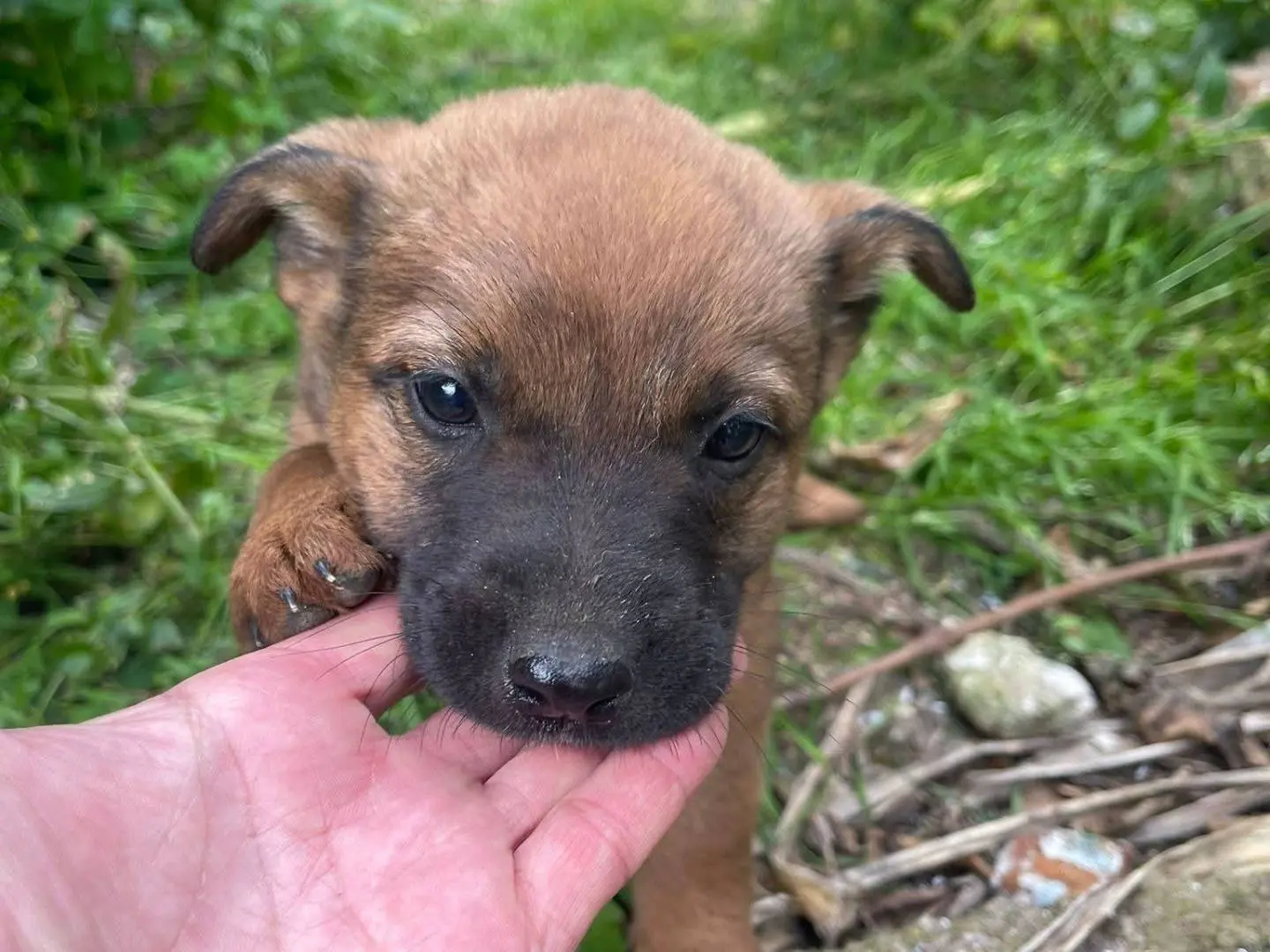Adozione cane, femmina, Razza sconosciuta Razza sconosciuta, 9 mesi, taglia media contenuta, Frosinone