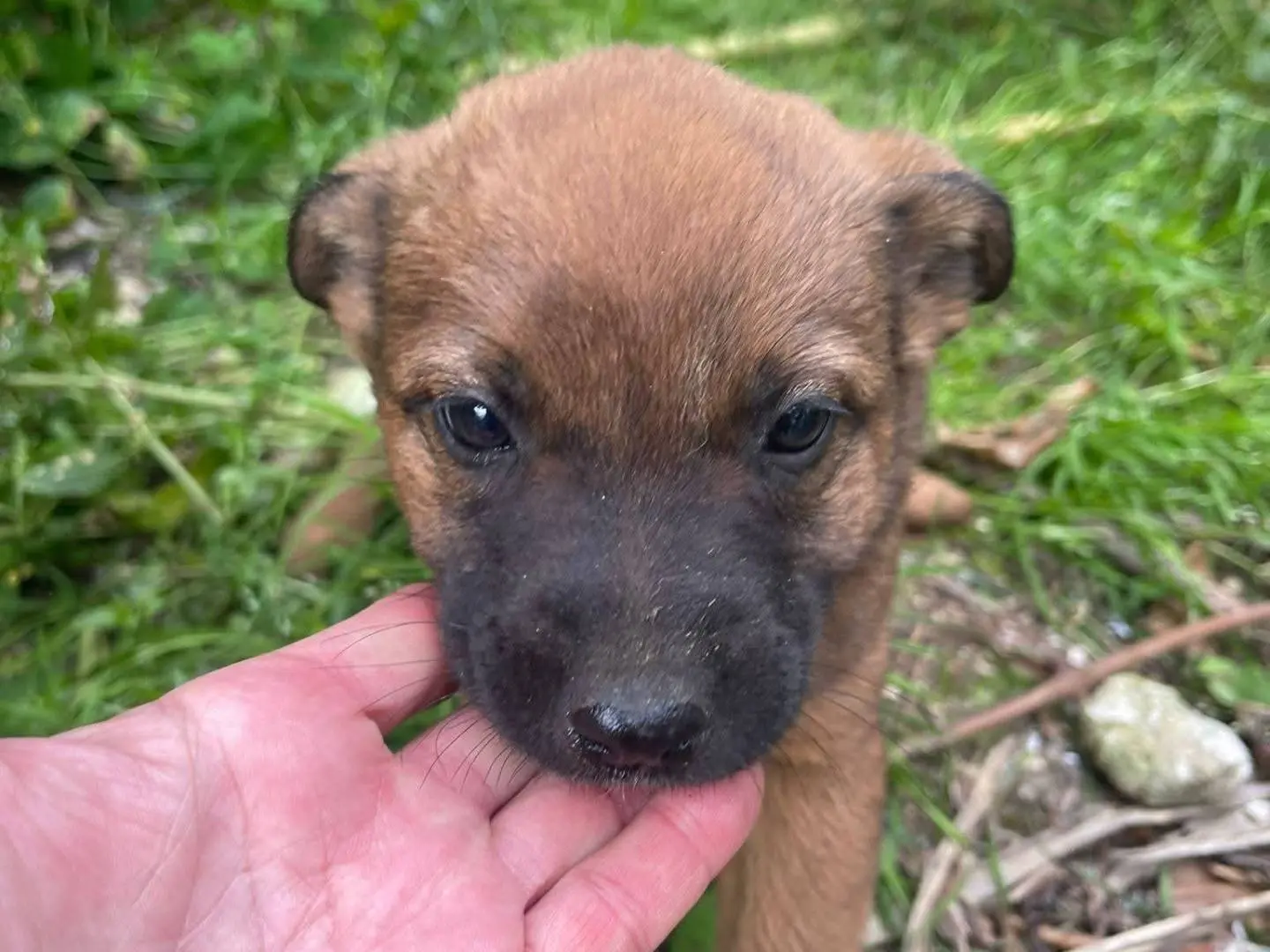 Adotta un cane, femmina, 9 mesi, Frosinone